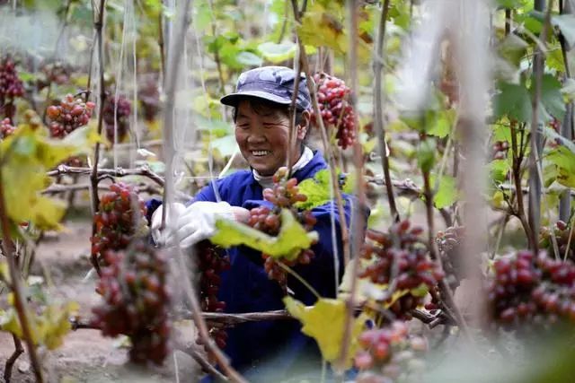 【走近鄉村看小康】溫室大棚成為農民致富的“聚寶盆”