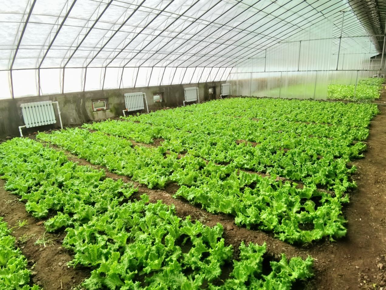 溫室大棚綠意濃！香坊區地產果蔬鮮花陸續上市