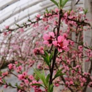 <img src=upfile/images/2022/04/26/small3_16509313277675398.jpeg height=150>